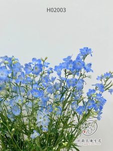 小飛燕