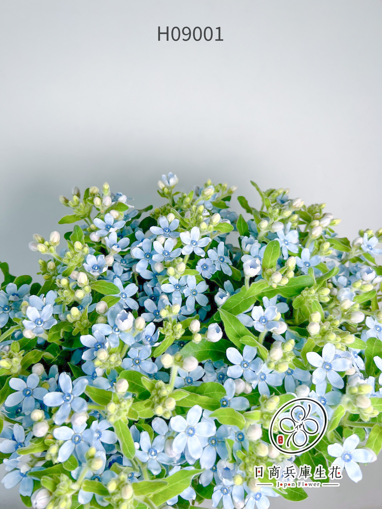 日本進口藍星花