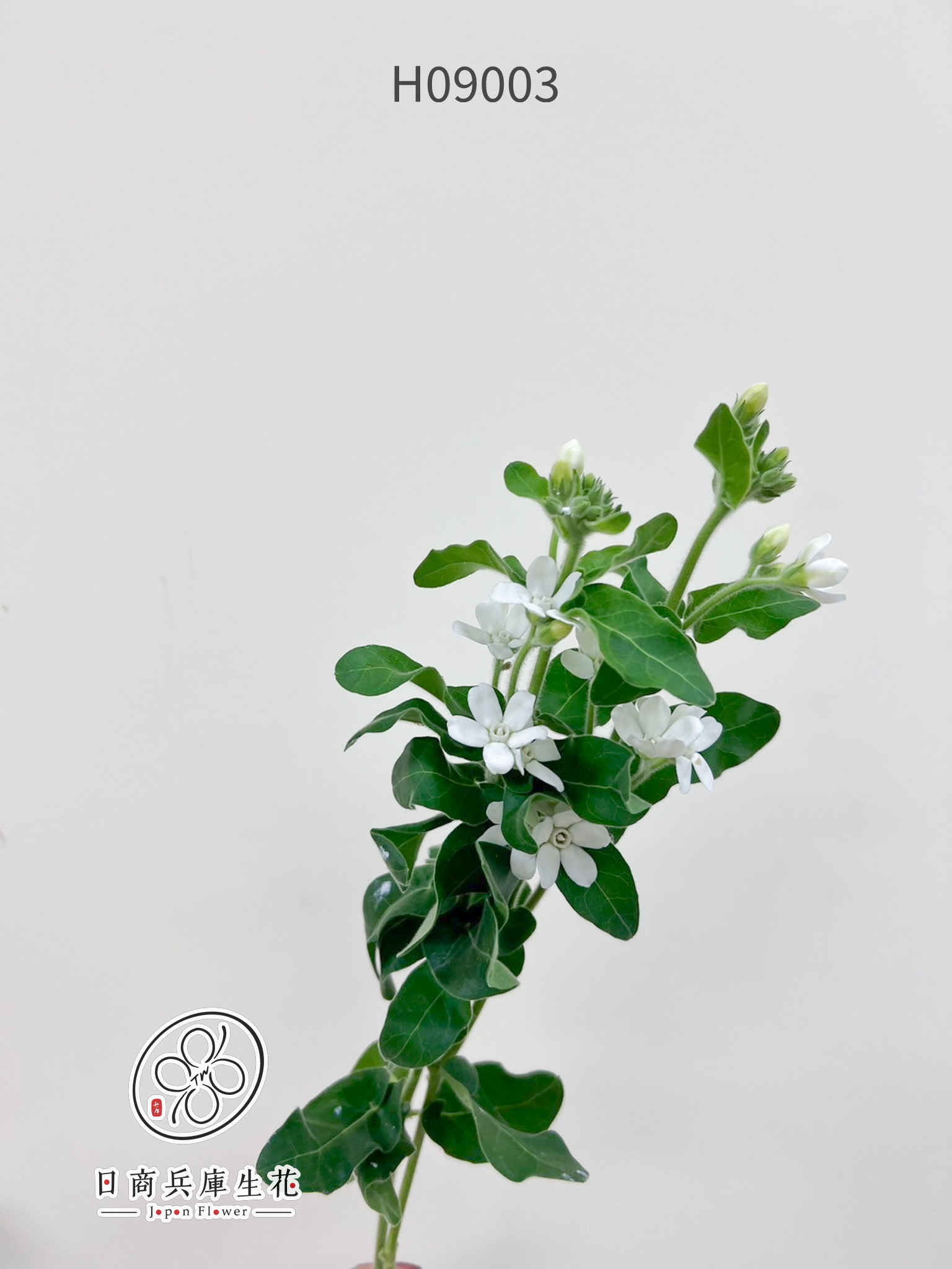 日本進口藍星花