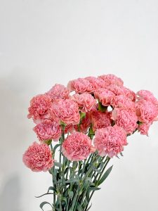 康乃馨
