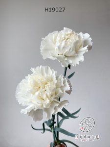 康乃馨