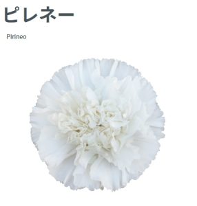 康乃馨