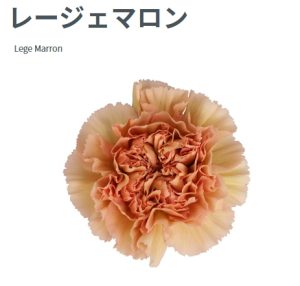 康乃馨