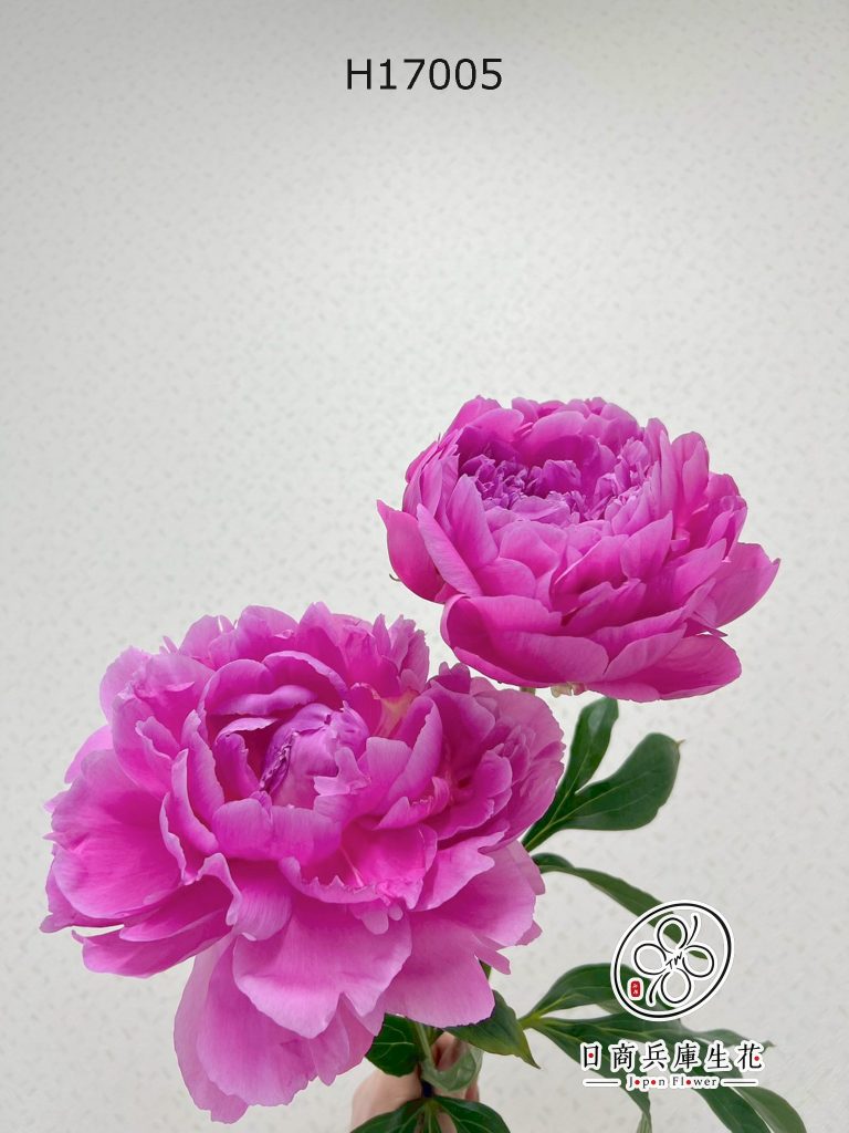 日本進口芍藥