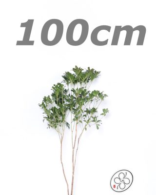 日本進口馬醉木