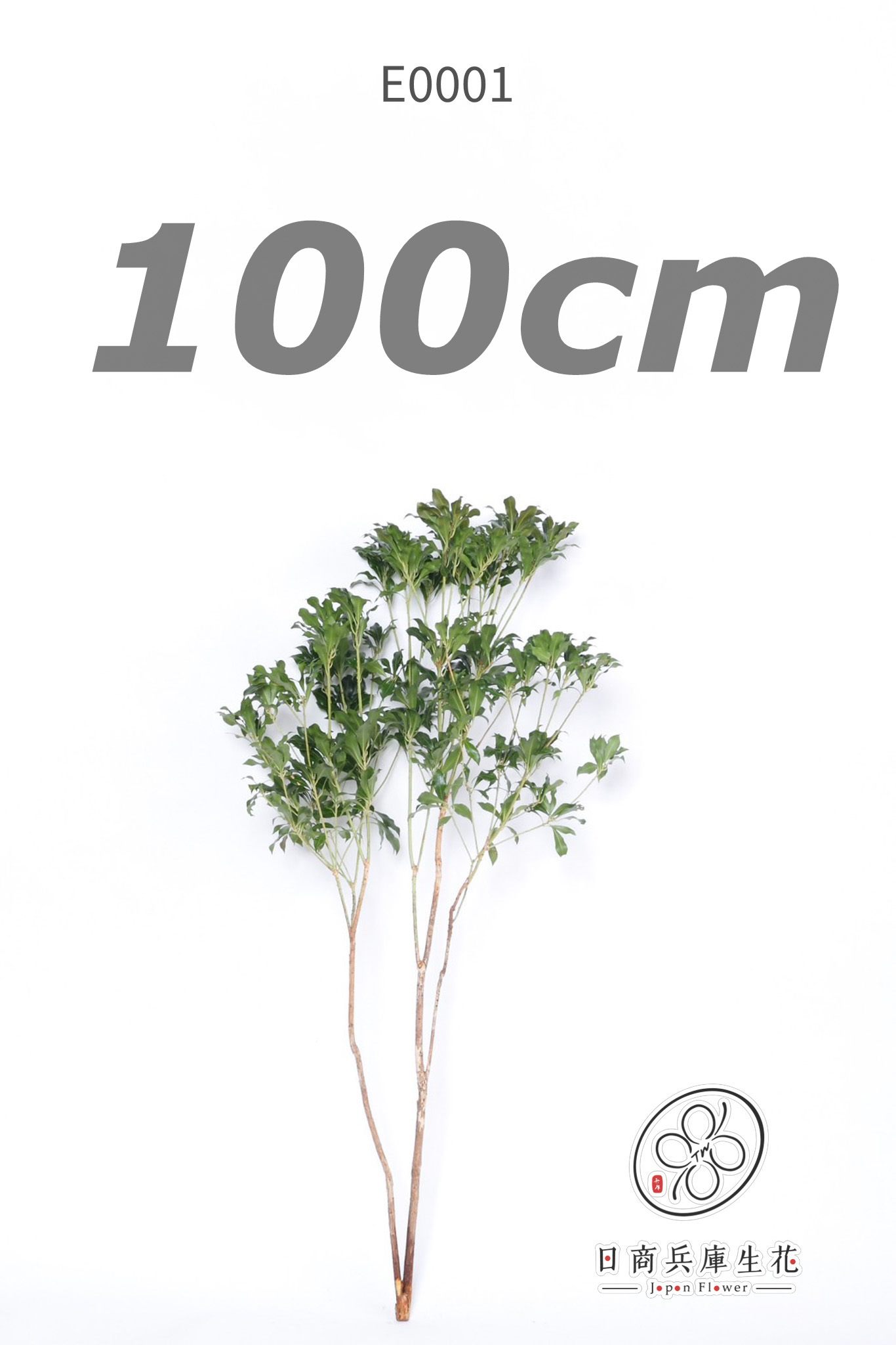 馬醉木-E0001 (100cm) 日本進口馬醉木