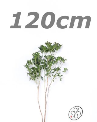 日本進口馬醉木