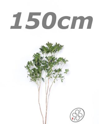 日本進口馬醉木