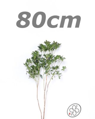 日本進口馬醉木