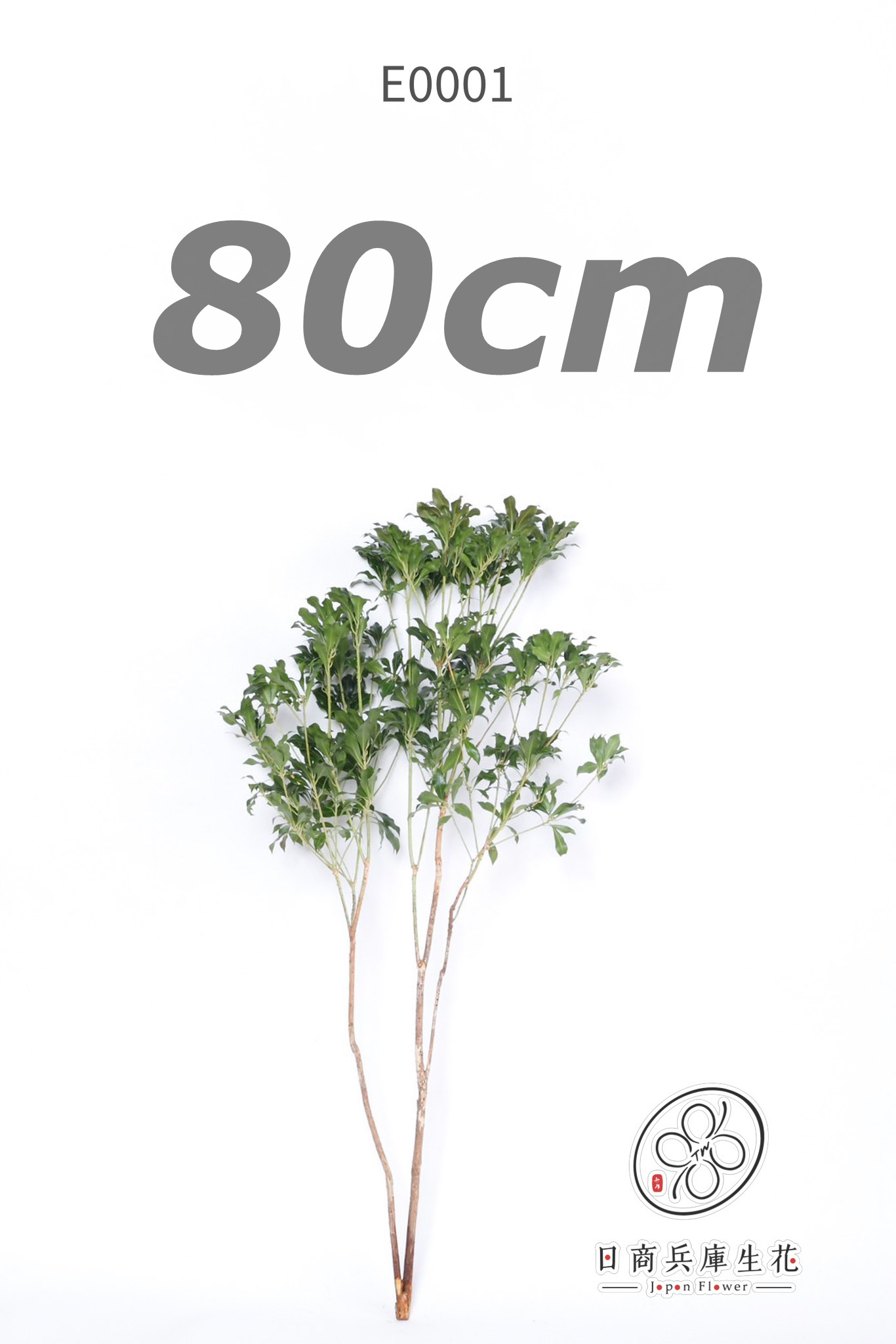 馬醉木-E0001 (80cm) 日本進口馬醉木