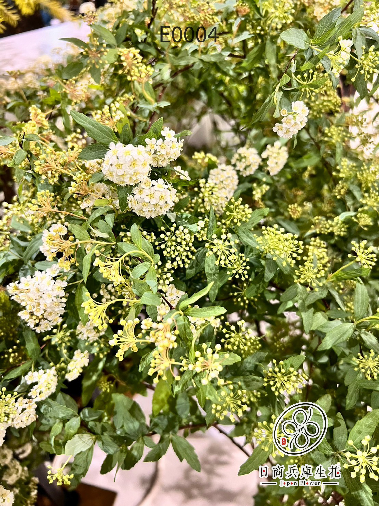 小手毬-E0004 (1) 日本進口小手毬