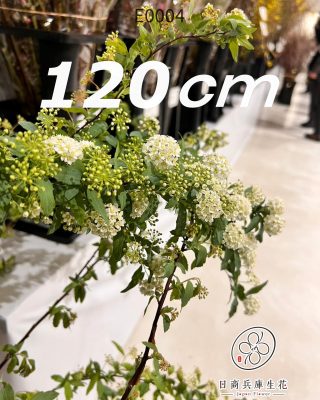 日本進口小手毬