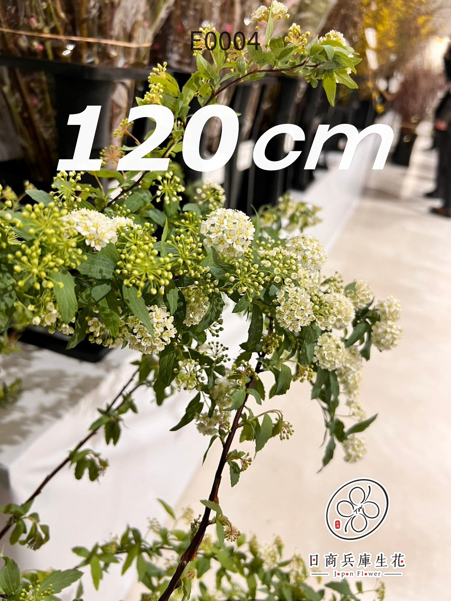 小手毬-E0004 (120cm) 日本進口小手毬