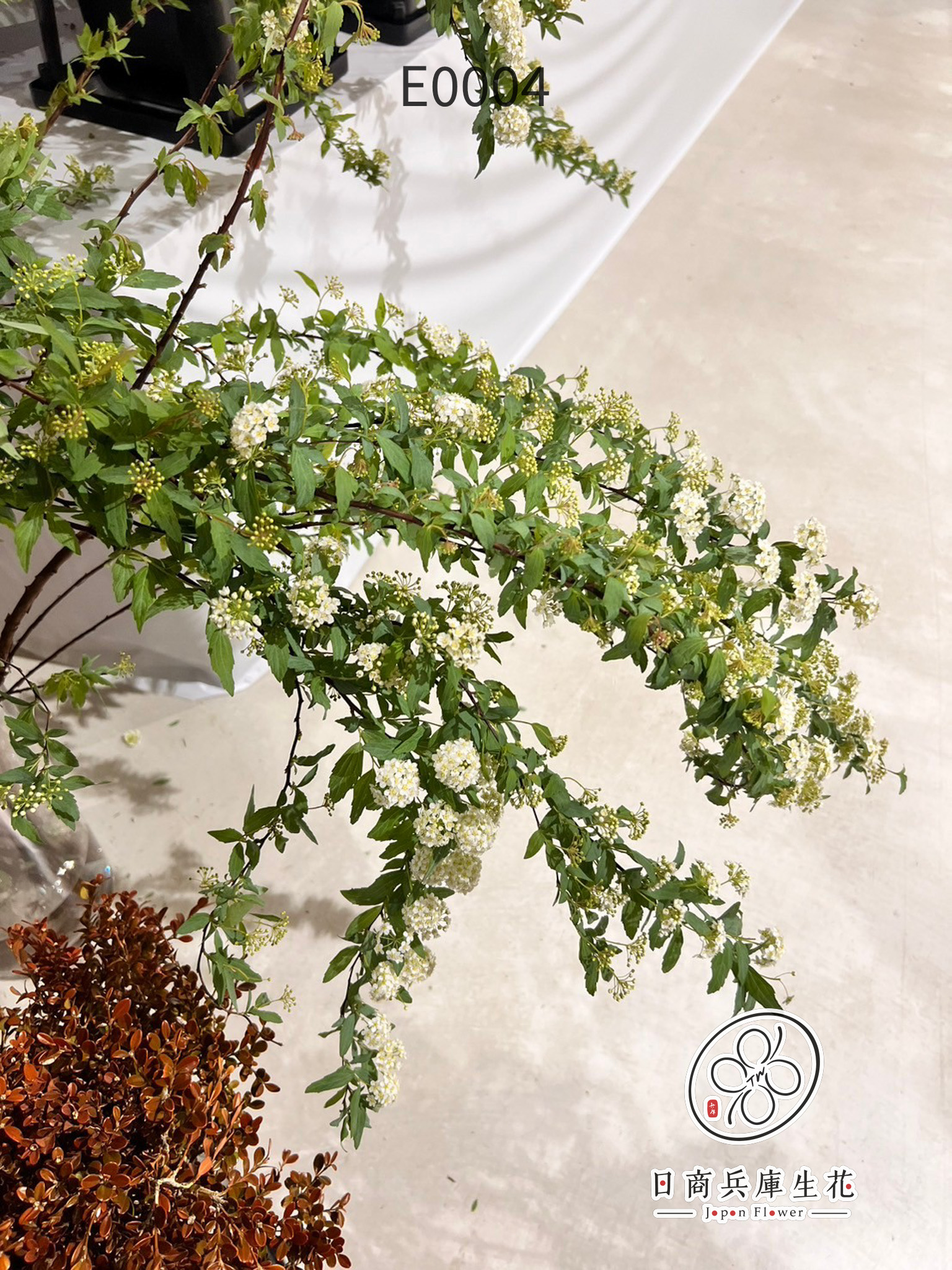 小手毬-E0004 (2) 日本進口小手毬