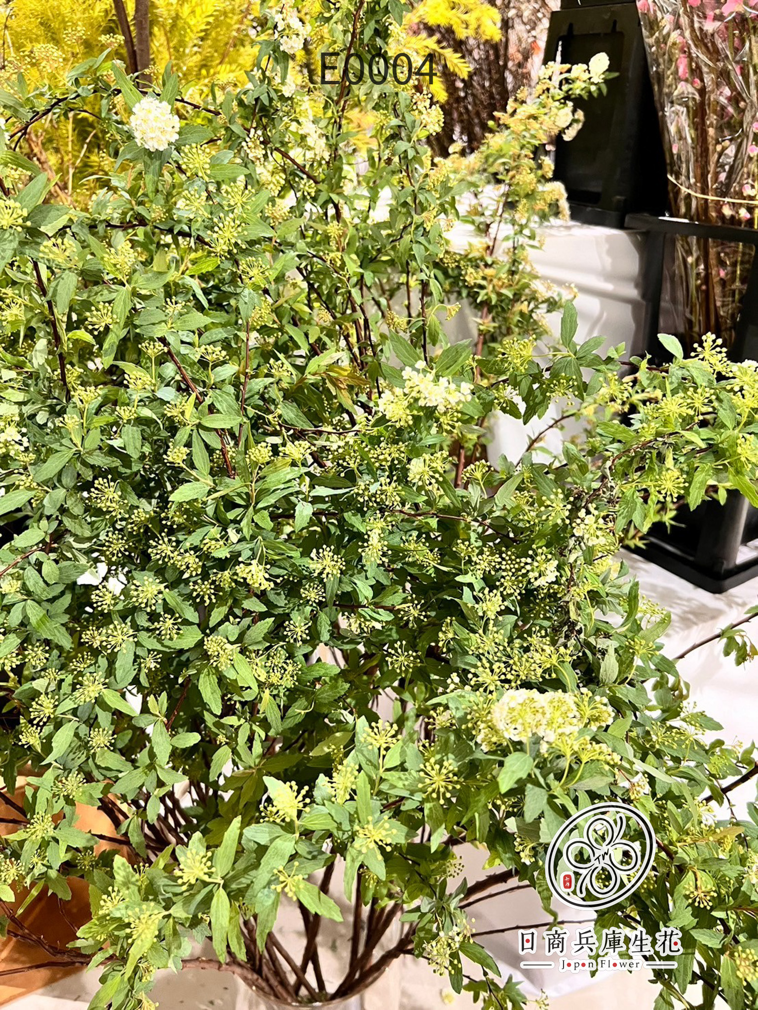 小手毬-E0004 (3) 日本進口小手毬