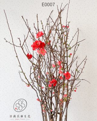 日本進口木瓜花