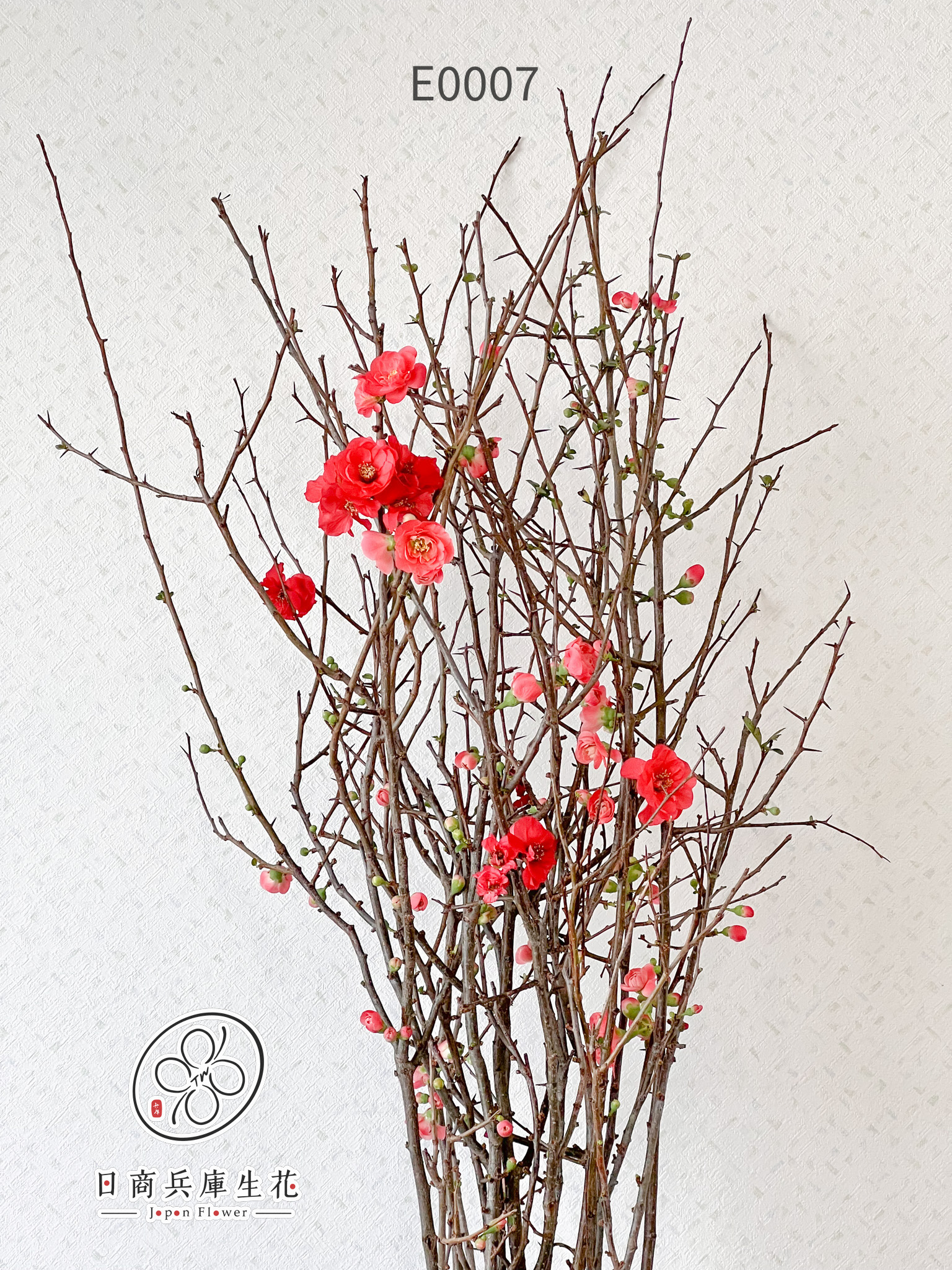 木瓜花-E0007 (10) 日本進口木瓜花