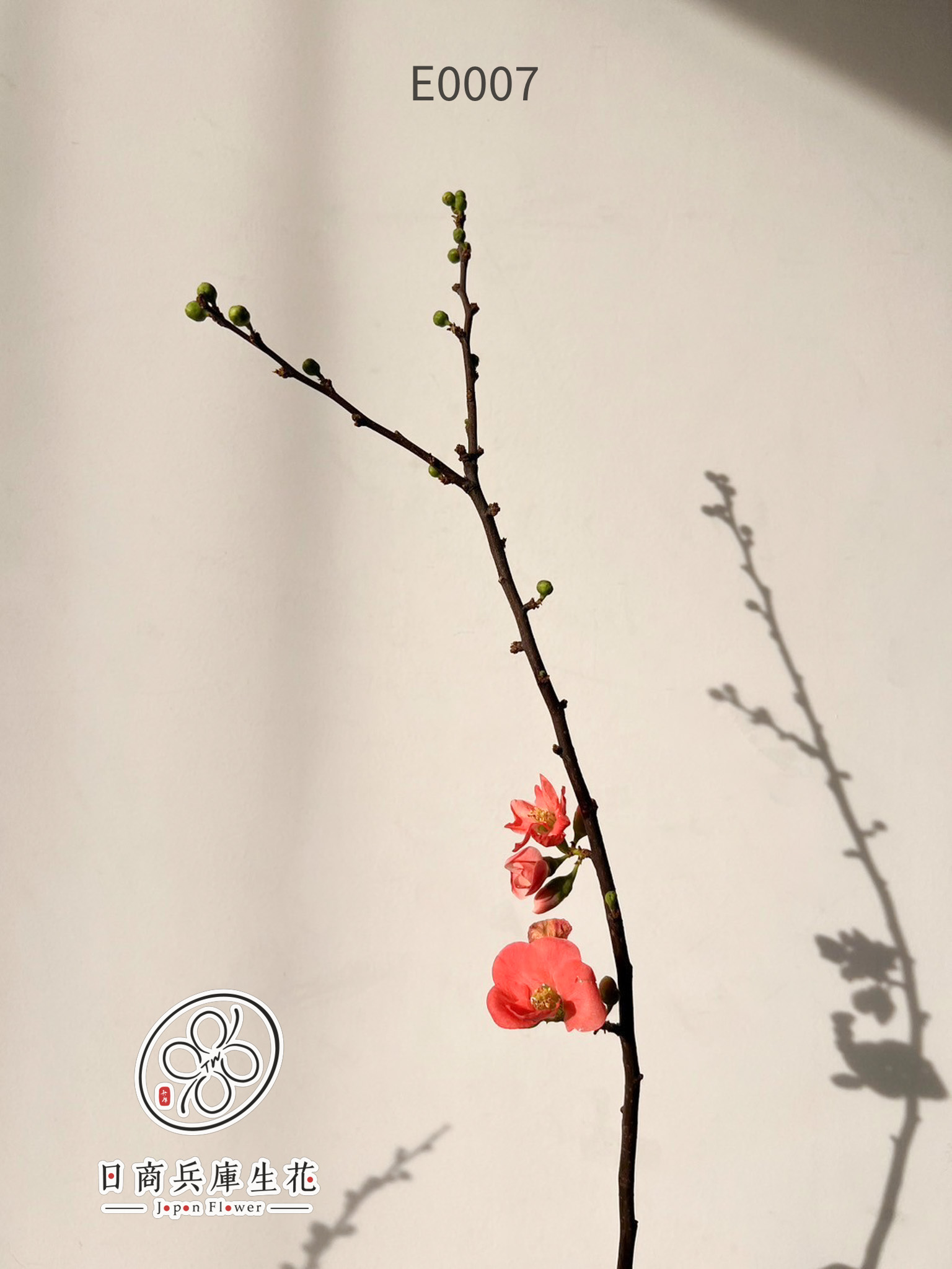 木瓜花-E0007 (28) 日本進口木瓜花
