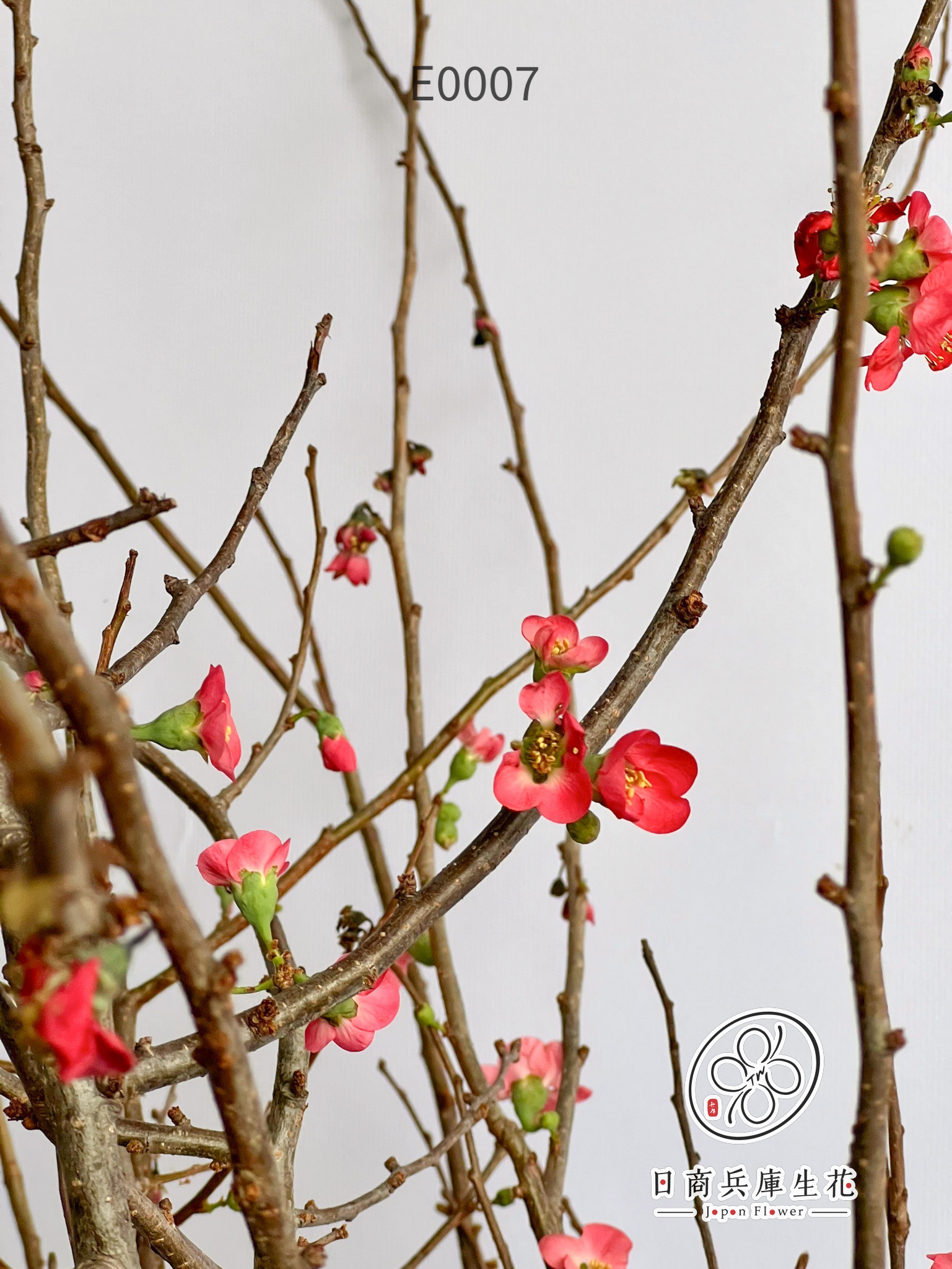 木瓜花-E0007 (3) 日本進口木瓜花