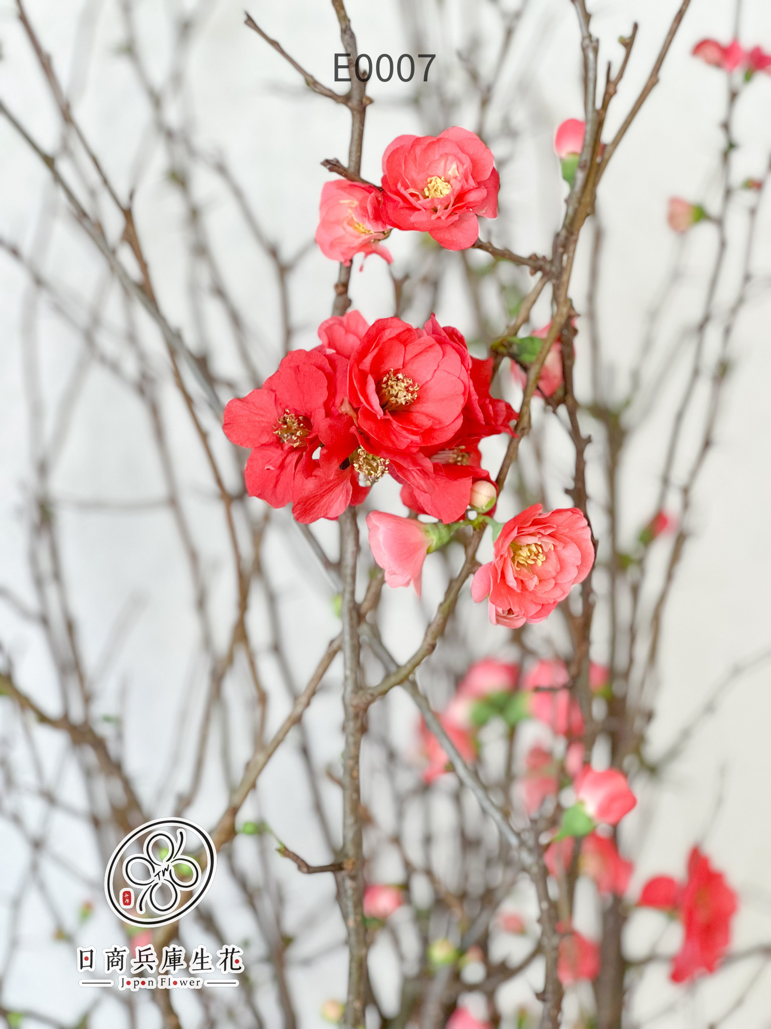 木瓜花-E0007 (9) 日本進口木瓜花