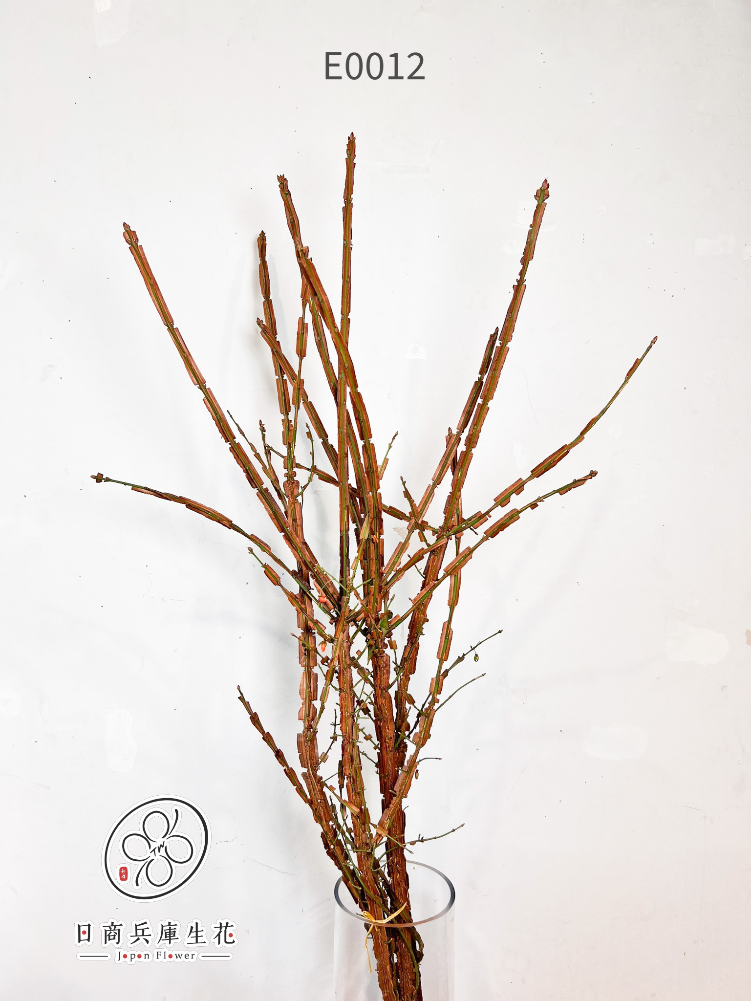 錦木-E0012 (1) 日本進口錦木