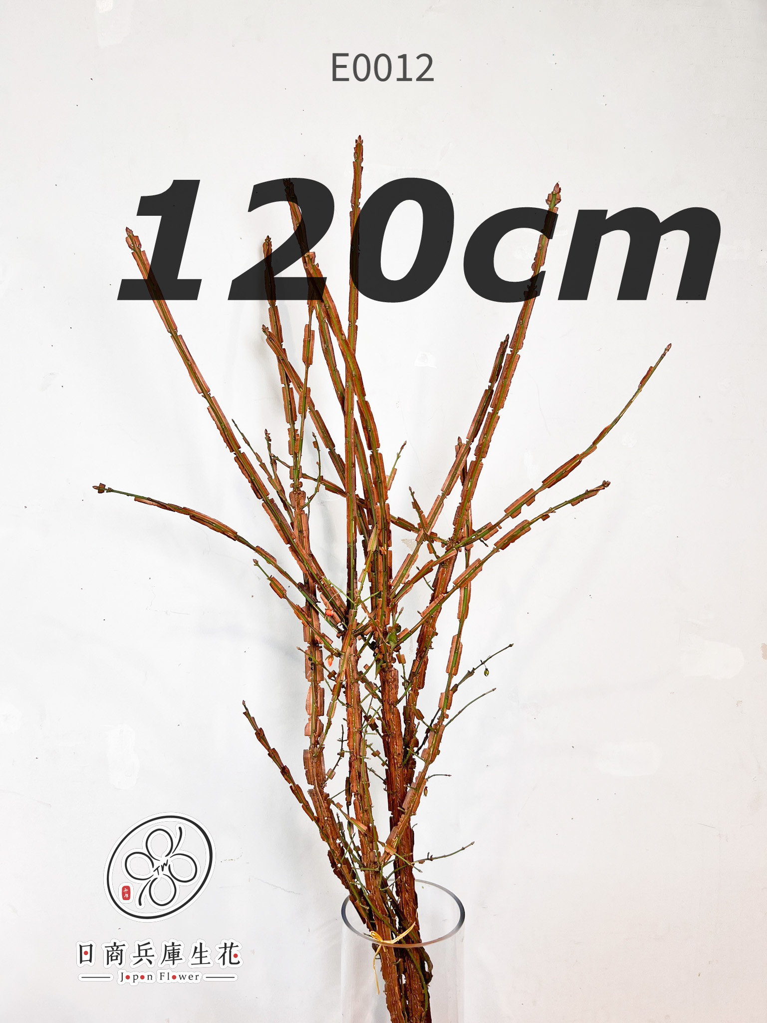 錦木-E0012 (120cm) 日本進口錦木