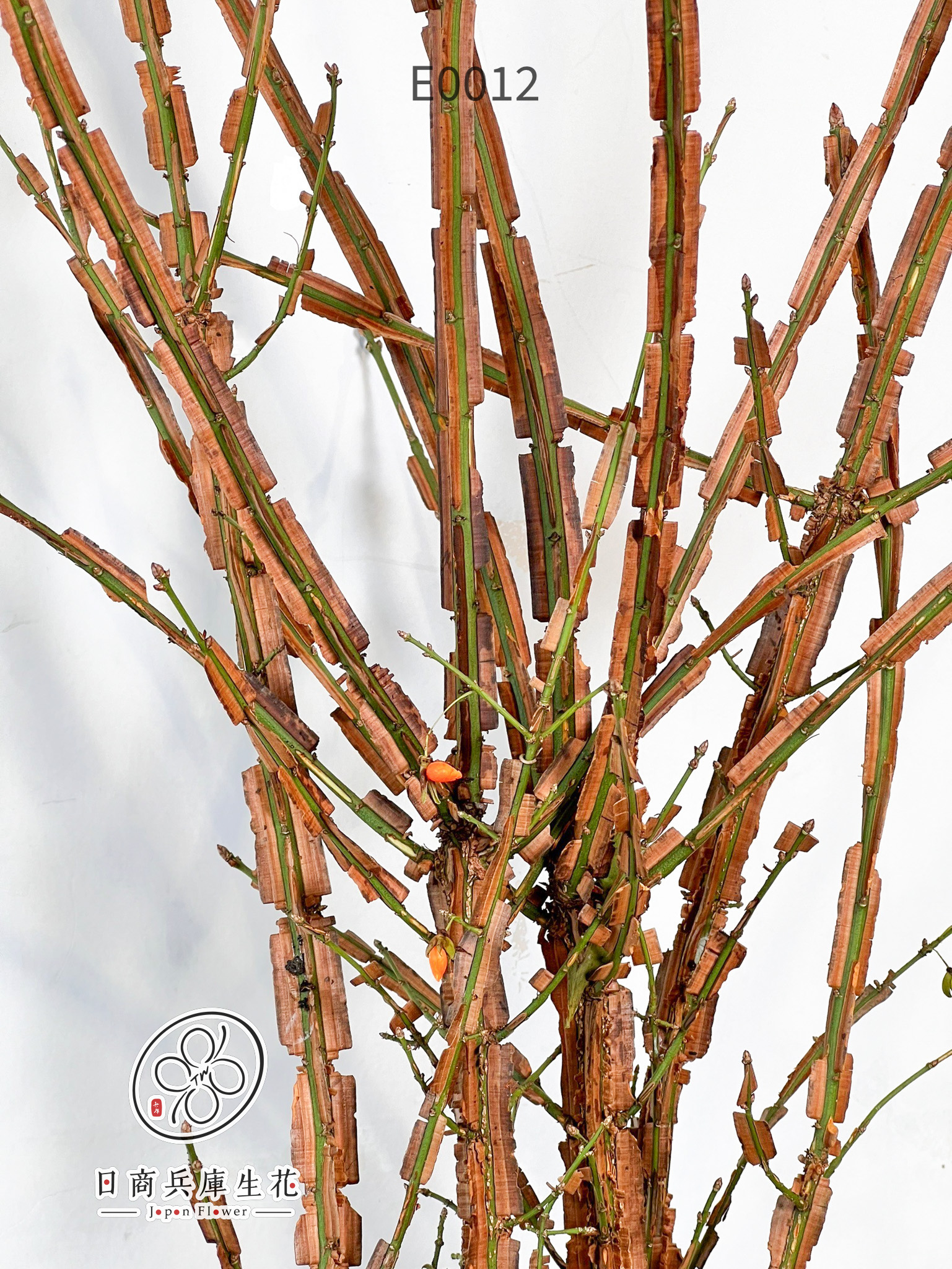 錦木-E0012 (2) 日本進口錦木