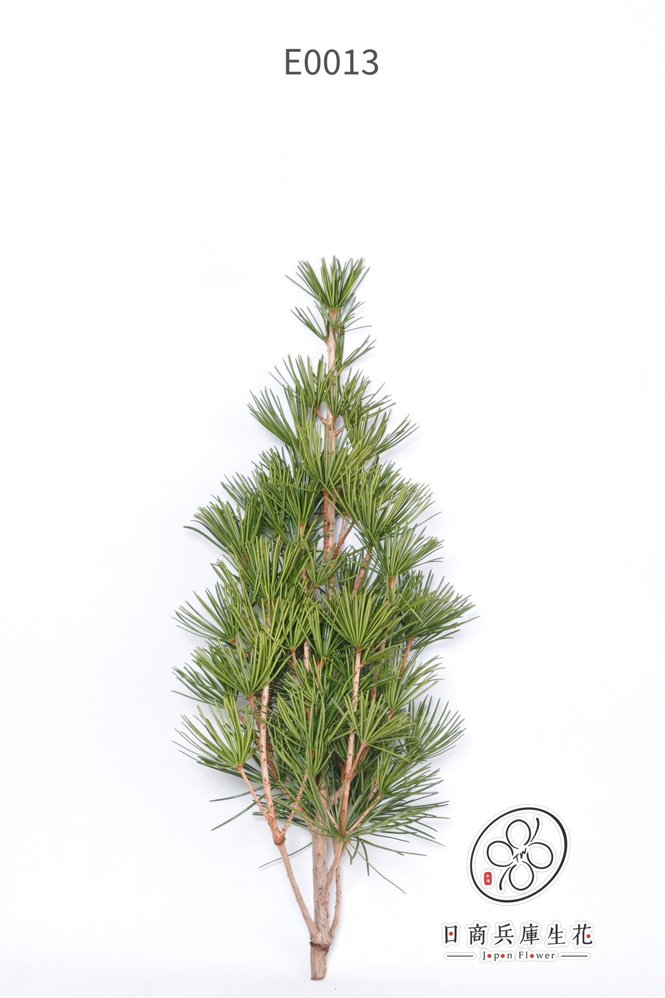 高野金松-E0013 (4) 日本進口高野金松