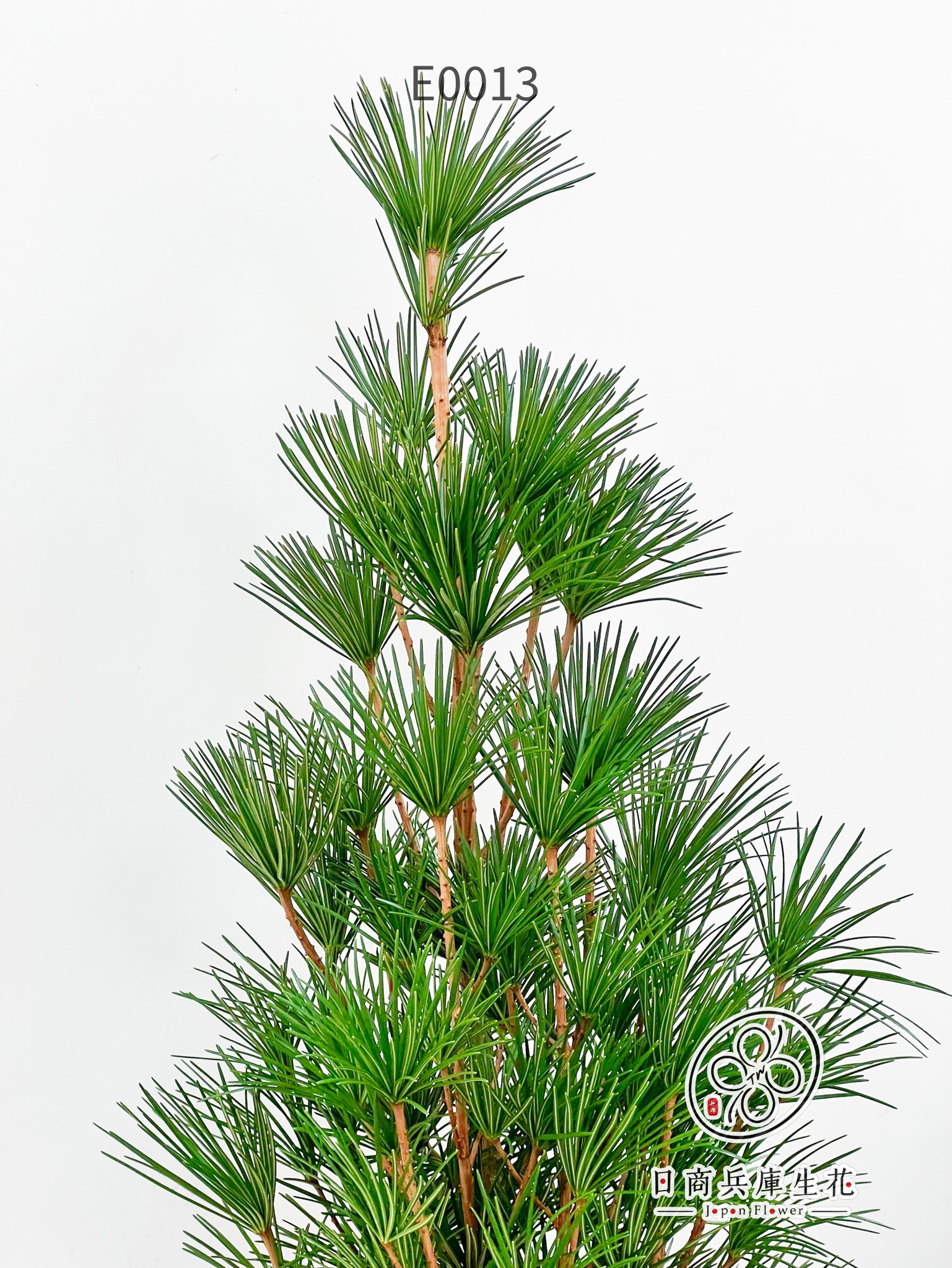 高野金松-E0013 (6) 日本進口高野金松