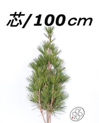 日本進口高野金松