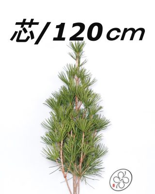 日本進口高野金松