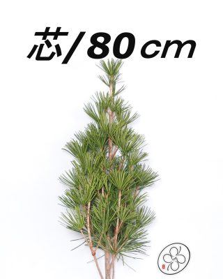 日本進口高野金松