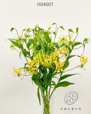 日本進口火焰百合