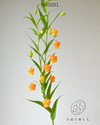 日本進口宮燈百合