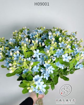 日本進口藍星花