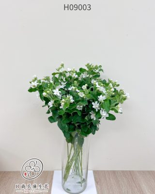 日本進口藍星花