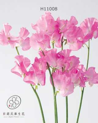 香碗豆