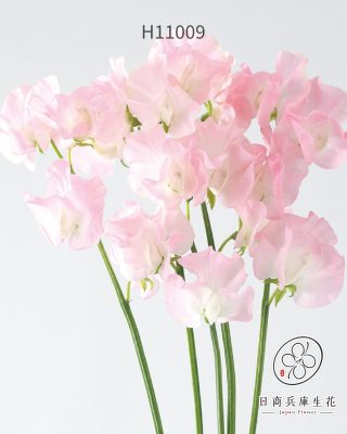 日本進口香碗豆