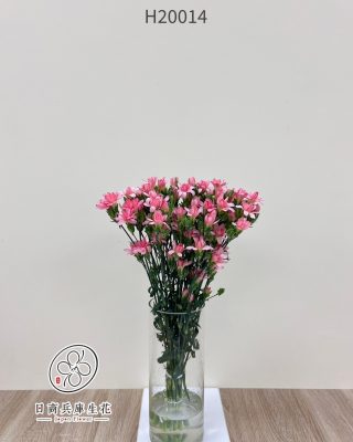 日本進口康乃馨
