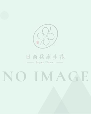 無照片