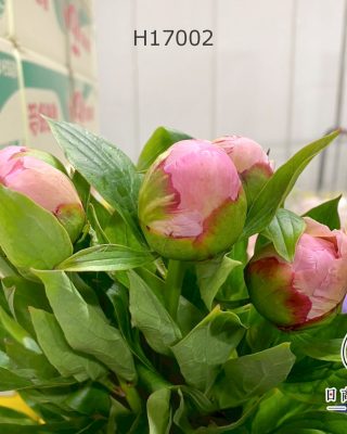 芍藥