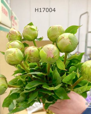 芍藥