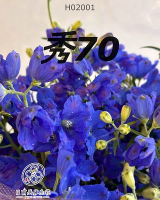 日本進口小飛燕