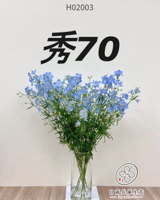 日本進口小飛燕
