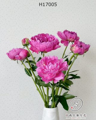 日本進口粉色芍藥
