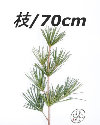 日本進口高野金松