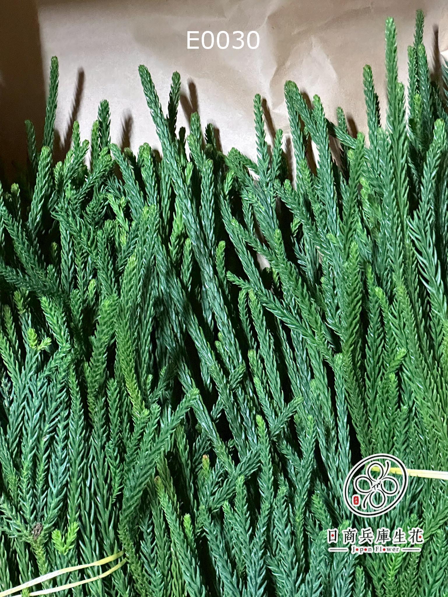 E0030 (2) 日本進口猿猴杉