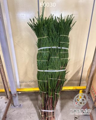 日本進口猿猴杉