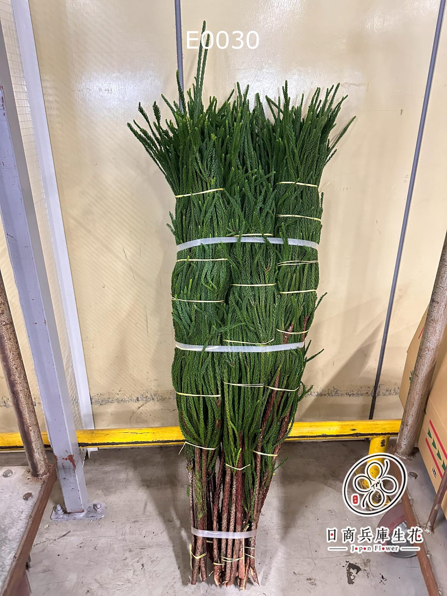 E0030 (3) 日本進口猿猴杉