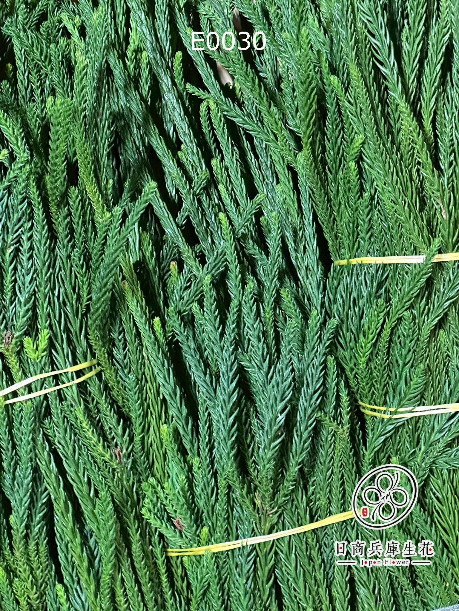 E0030 (4) 日本進口猿猴杉